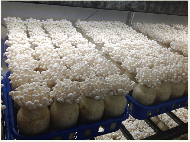 白玉菇 White Beech Mushroom