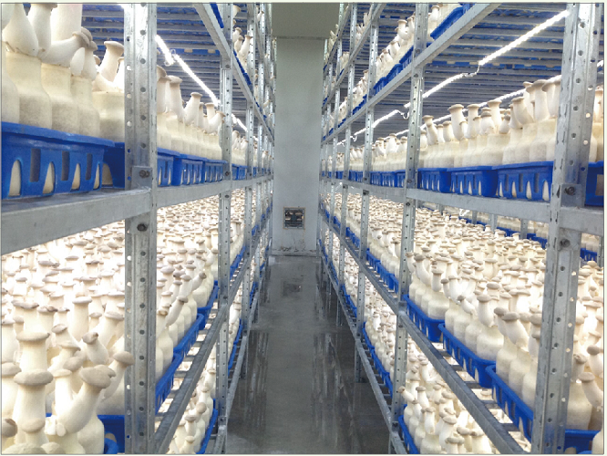 杏鲍菇 King Oyster mushroom