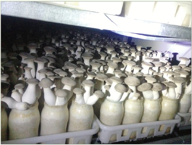 杏鲍菇 King Oyster mushroom