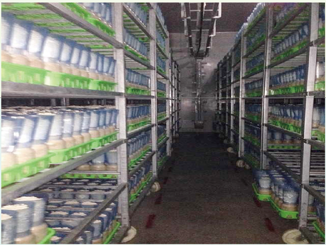 金针菇 the planting base of  Golden mushroom