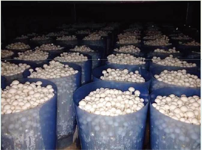 金针菇 the planting base of  Golden mushroom