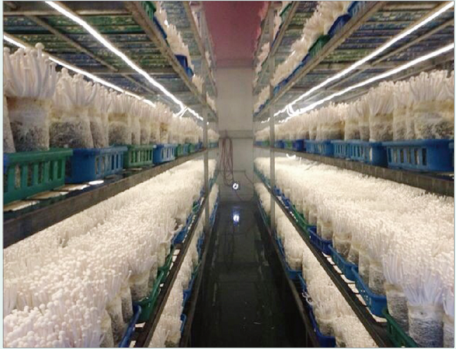 白雪菇 Snow White mushroom