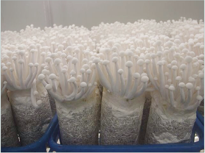 白雪菇 Snow White mushroom