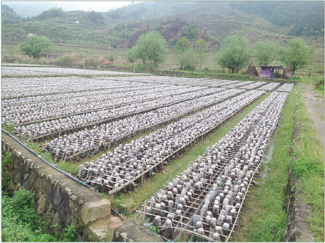 黑木耳 the planting base of   Black Fungus