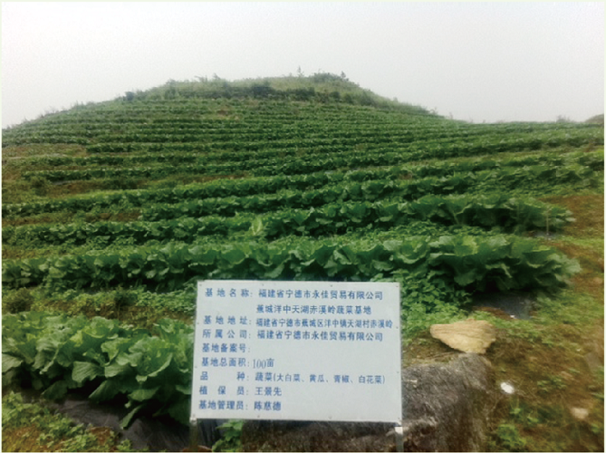 蔬菜 the planting base of vegetables