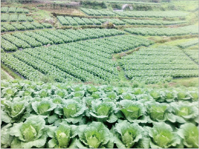 蔬菜 the planting base of vegetables