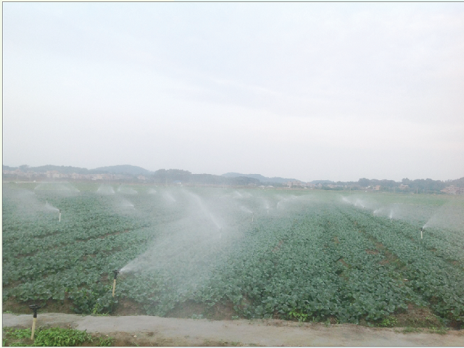 蔬菜 the planting base of vegetables