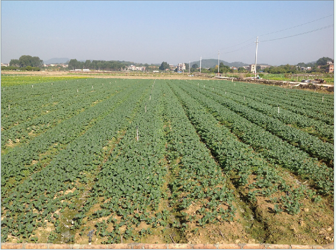 蔬菜 the planting base of vegetables