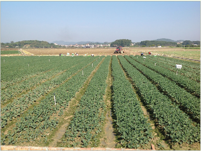 蔬菜 the planting base of vegetables