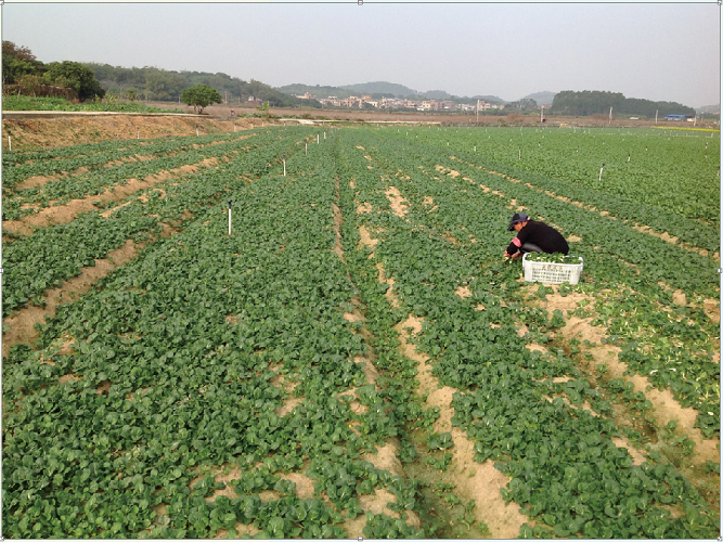 蔬菜 the planting base of vegetables