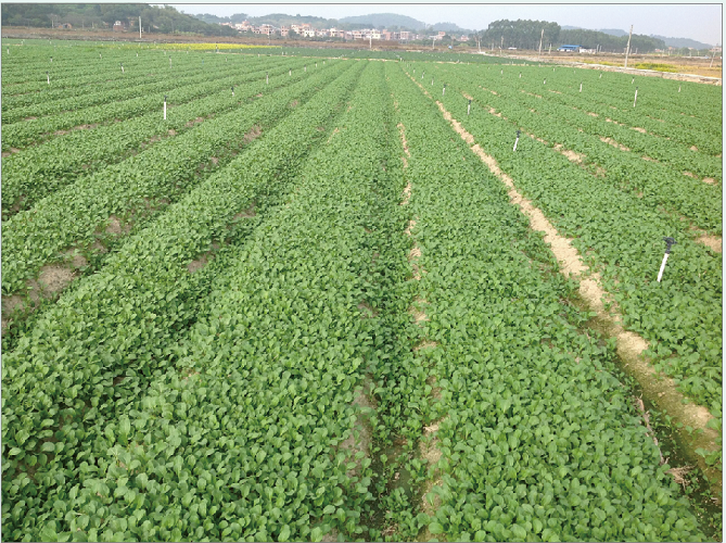 蔬菜 the planting base of vegetables