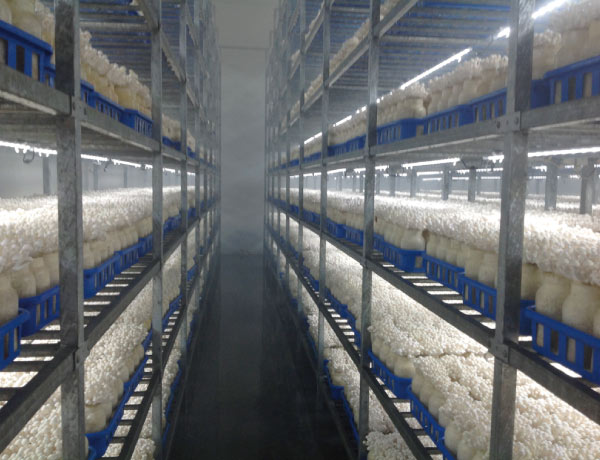 白玉菇 White Beech Mushroom