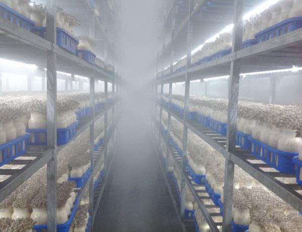 灵芝菇 Brown Mushroom