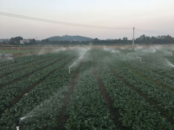 蔬菜 the planting base of vegetables
