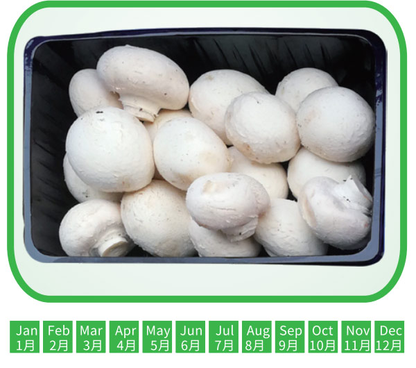 蘑菇 Button Mushroom