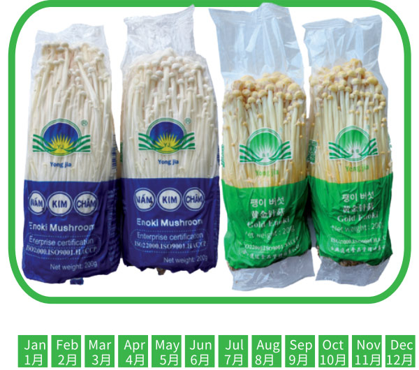 金菇、黄金菇 Enoki Mushroom